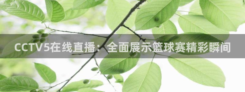  CCTV5在线直播：全面展示篮球赛精彩瞬间